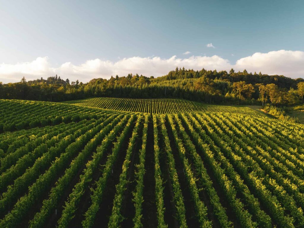 Photographic Vineyards